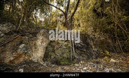 L'albero si aggrappa alla vita. Un albero tropicale che cresce su una roccia. Dipingere radici su una roccia per la stampa. Fotografia di paesaggio. Grandangolo, pho di alta qualità Foto Stock