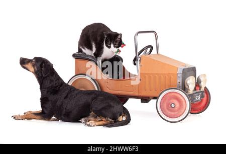 Ritratto di un cane tricolore e gatto in una piccola auto d'epoca su sfondo bianco Foto Stock