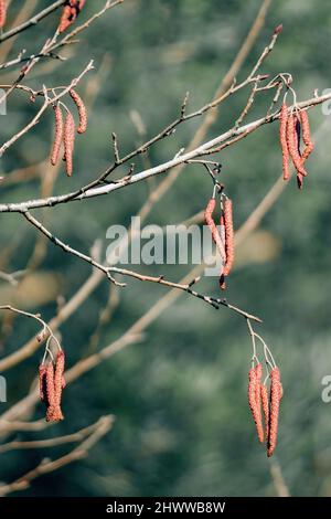 L'ontano marrone si catkins sullo sfondo sfocato verde, primavera - alnus glutinosa Foto Stock