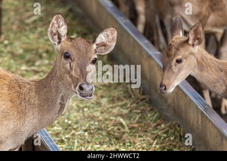 Immagine ravvicinata di un gruppo di cervi che mangiano erba Foto Stock