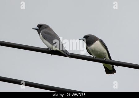 Natura fauna selvatica White-Breasted Woodswallows in piedi su filo elettrico Foto Stock