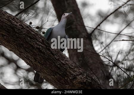 Green Imperial Pigeon appollaiato sul ramo dell'albero. Foto Stock