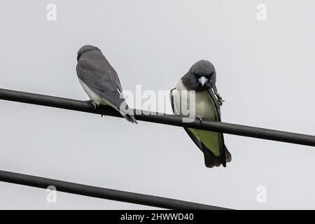 Natura fauna selvatica White-Breasted Woodswallows in piedi su filo elettrico Foto Stock