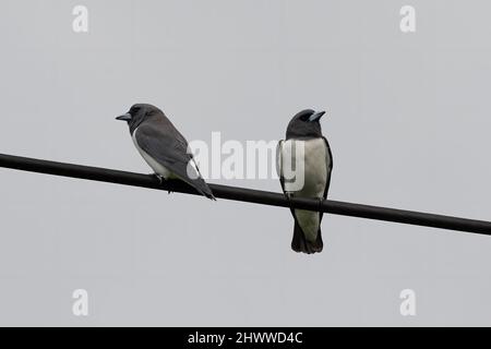 Natura fauna selvatica White-Breasted Woodswallows in piedi su filo elettrico Foto Stock