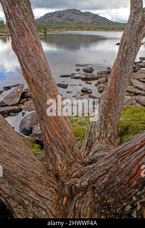 Lago Pine nelle Highlands centrali della Tasmania Foto Stock