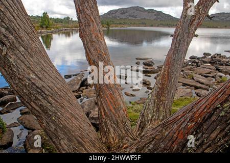 Lago Pine nelle Highlands centrali della Tasmania Foto Stock