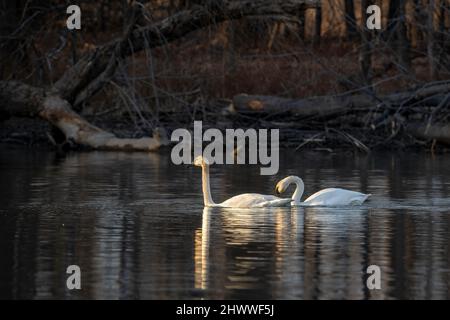 Coppia di cigni Trumpeter (Cygnus buccinator), in lago, primaverile, e USA, di Dominique Braud/Dembinsky Photo Assoc Foto Stock