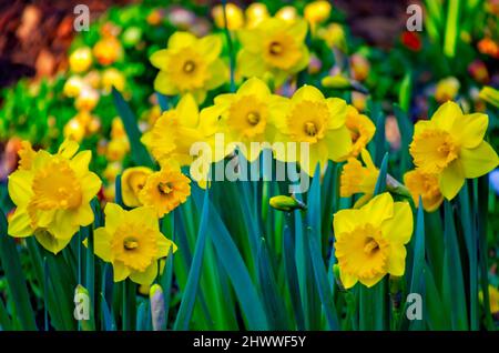 Yellow daffodils (Narcissus) bloom at Bellingrath Gardens, March 4, 2022, in Theodore, Alabama. The 65-acre gardens opened to the public in 1932. Foto Stock