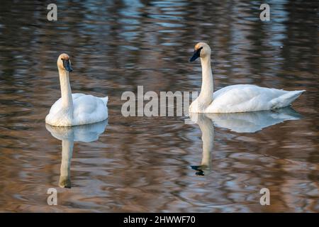 Coppia di cigni Trumpeter (Cygnus buccinator), in lago, primaverile, e USA, di Dominique Braud/Dembinsky Photo Assoc Foto Stock