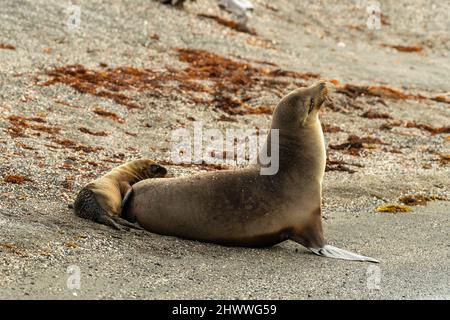 Fotografia di una femmina di leone marino Galapagos e del suo cucino (Zalophus wollebaeki) a Isla Fernandina, Gal‡pagos Islands, Ecuador. Foto Stock