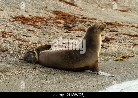 Fotografia di una femmina di leone marino Galapagos e del suo cucino (Zalophus wollebaeki) a Isla Fernandina, Gal‡pagos Islands, Ecuador. Foto Stock