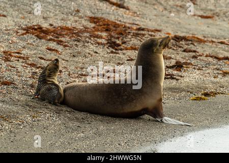 Fotografia di una femmina di leone marino Galapagos e del suo cucino (Zalophus wollebaeki) a Isla Fernandina, Gal‡pagos Islands, Ecuador. Foto Stock