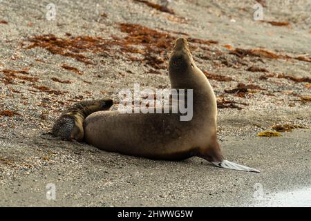 Fotografia di una femmina di leone marino Galapagos e del suo cucino (Zalophus wollebaeki) a Isla Fernandina, Gal‡pagos Islands, Ecuador. Foto Stock