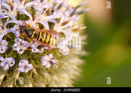 Bellissimi fiori dal mio giardino. Una serie di belle foto del giardino. Foto Stock