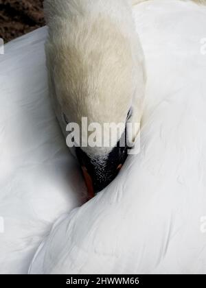 Swan che appoggia la testa sotto la sua ala Foto Stock