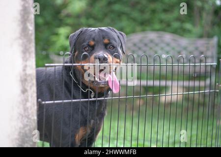 Ritratto del Rottweiler del cane dietro la recinzione. Cane di guardia o concetto di sicurezza. Foto Stock