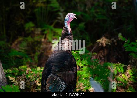 Wild Eastern turkey (Meleagris galopavo) fine estate in Wisconsin, orizzontale Foto Stock