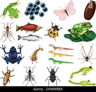 Diversi tipi di insetti e animali su sfondo bianco illustrazione Illustrazione Vettoriale