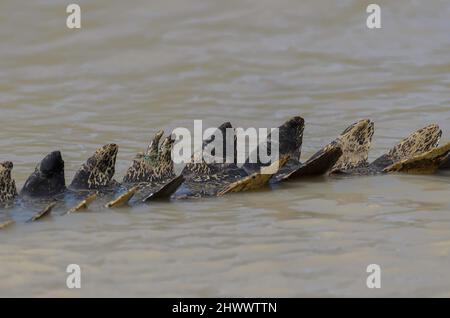 Un primo piano della bilancia su un grande coccodrillo nel billabong Yellow Water, Kakadu, Northern Territory, Australia Foto Stock