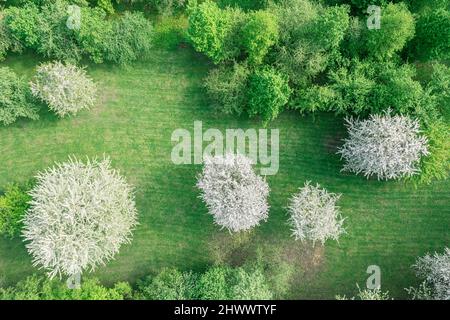 alberi di ciliegio in fiore. verde parco paesaggio all'inizio della primavera. foto con drone dall'alto. Foto Stock