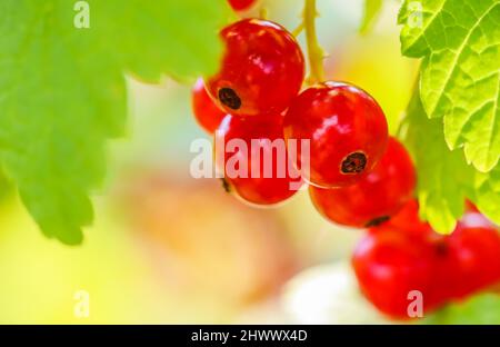 Grappoli di ribes rosso sui rami di un cespuglio alla luce del sole. Concetto di raccolto Foto Stock