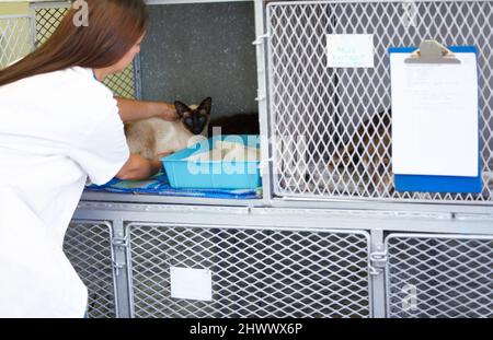 Prendersi la cura migliore dei vostri animali. Un veterinario femmina che mette con attenzione un gatto siamese paziente nella sua gabbia. Foto Stock