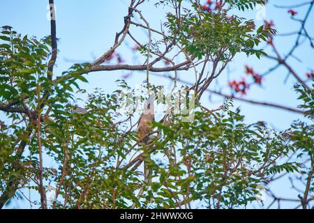 Il Hornbill grigio indiano a Sidhpur, Himachal Pradesh, India. Con la rapida distruzione degli habitat, è in gioco la loro esistenza. Foto Stock