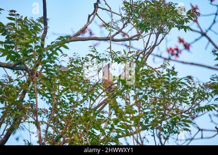 Il Hornbill grigio indiano a Sidhpur, Himachal Pradesh, India. Con la rapida distruzione degli habitat, è in gioco la loro esistenza. Foto Stock