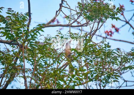 Il Hornbill grigio indiano a Sidhpur, Himachal Pradesh, India. Con la rapida distruzione degli habitat, è in gioco la loro esistenza. Foto Stock