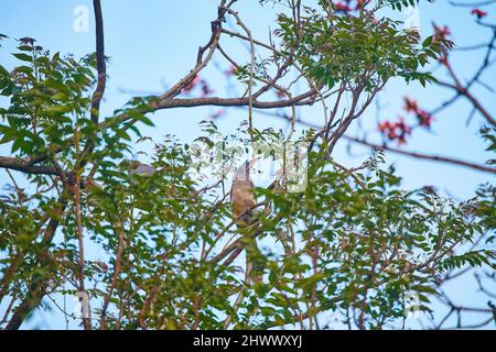 Il Hornbill grigio indiano a Sidhpur, Himachal Pradesh, India. Con la rapida distruzione degli habitat, è in gioco la loro esistenza. Foto Stock