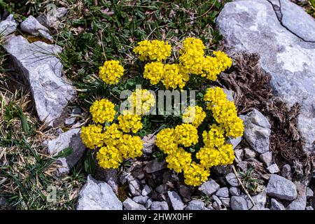 Alyssum montanum fiore in montagna Foto Stock