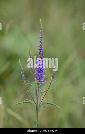 macro di uno speedwell a foglia lunga di fronte a sfondo verde sfocato Foto Stock