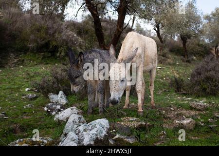 Asino in campagna Foto Stock