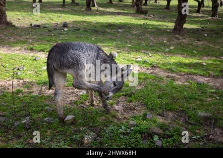 Asino in campagna Foto Stock