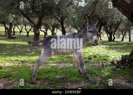 Asino in campagna Foto Stock