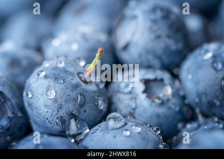 Macroscopio di mirtilli con gocce d'acqua. Sfondo di frutta Foto Stock