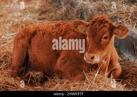 Limousin mucca in allevamento di bovini da latte, ritratto animale da bestiame Foto Stock