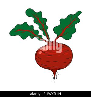 Barbabietola con foglie vegetale disegno a mano coloratissima icona di doodle, prodotto biologico di fattoria. Disegno vettoriale vintage, stile di incisione retrò Illustrazione Vettoriale
