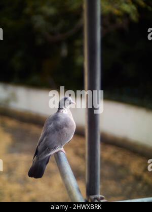 Un ritratto autunnale tranquillo, morbido di un piccione di legno, arroccato su impalcature e sbirciando attraverso la finestra del fotografo(!). Foto Stock