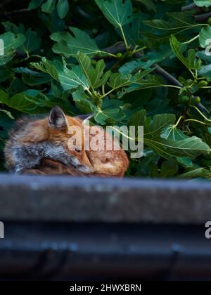 Una volpe rossa che riposa sul tetto di Camden in autunno - naso nascosto nella coda in una posa tranquilla e rilassata - su uno sfondo di foglie verdi. Foto Stock