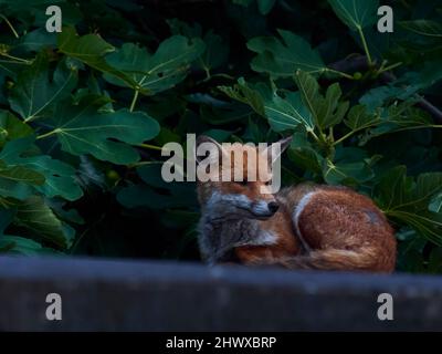 Una volpe rossa sul tetto di Camden in autunno - il suo resto rotto alla verruita' da un rumore vicino - su uno sfondo di foglie verdi. Foto Stock