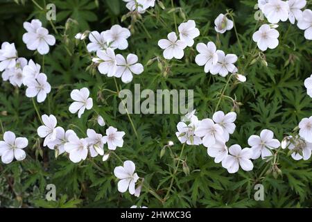 Geranio clarkei 'Kashmir White' (Cranesbill) Foto Stock