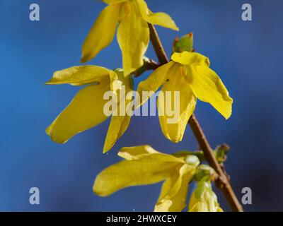 Fiori di Forsythia giallo brillante, illuminati dal sole primaverile, contro un cielo azzurro e luminoso. Foto Stock