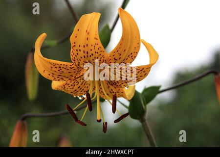 Lilium citronella (Giglio asiatico) Foto Stock