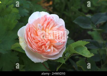 Rosa 'Evelyn' (arbusto) - David Austin Foto Stock