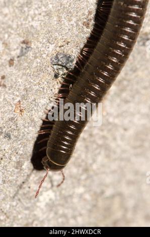 Milipede portoghese Ommatoiulus moreleti a Santa Cruz de la Palma. La Palma. Isole Canarie. Spagna. Foto Stock