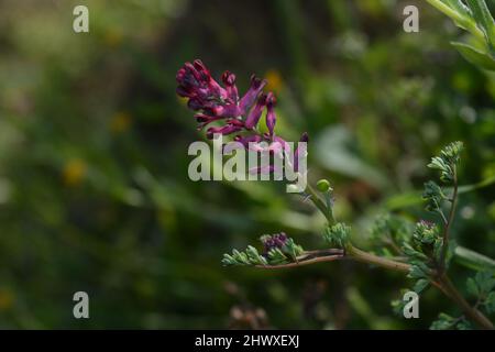 Primo piano di fiori su una pianta fumitiva comune (fumaria officinalis) Foto Stock
