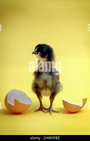 Appena arrivato….un pulcino nero si trova tra due metà di un guscio d'uovo rotto Foto Stock