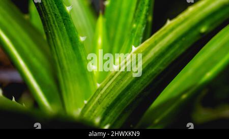 Aloe brevifolia variegata in dettaglio. Esotica pianta desertica Foto Stock