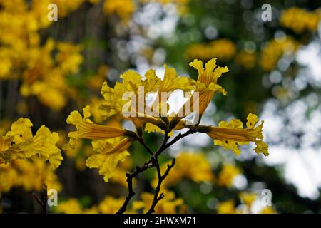 Tromba d'oro o albero giallo (Handroanthus crisotrichus) sulla foresta pluviale tropicale Foto Stock